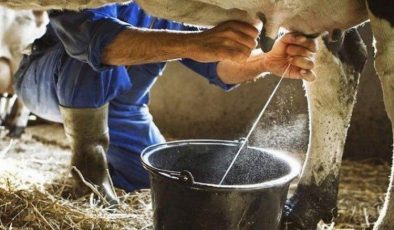 Kasım’da inek sütü miktarı arttı